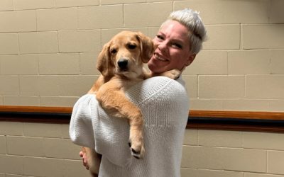 P!nk rescata a un perrito y lo suma a su gira